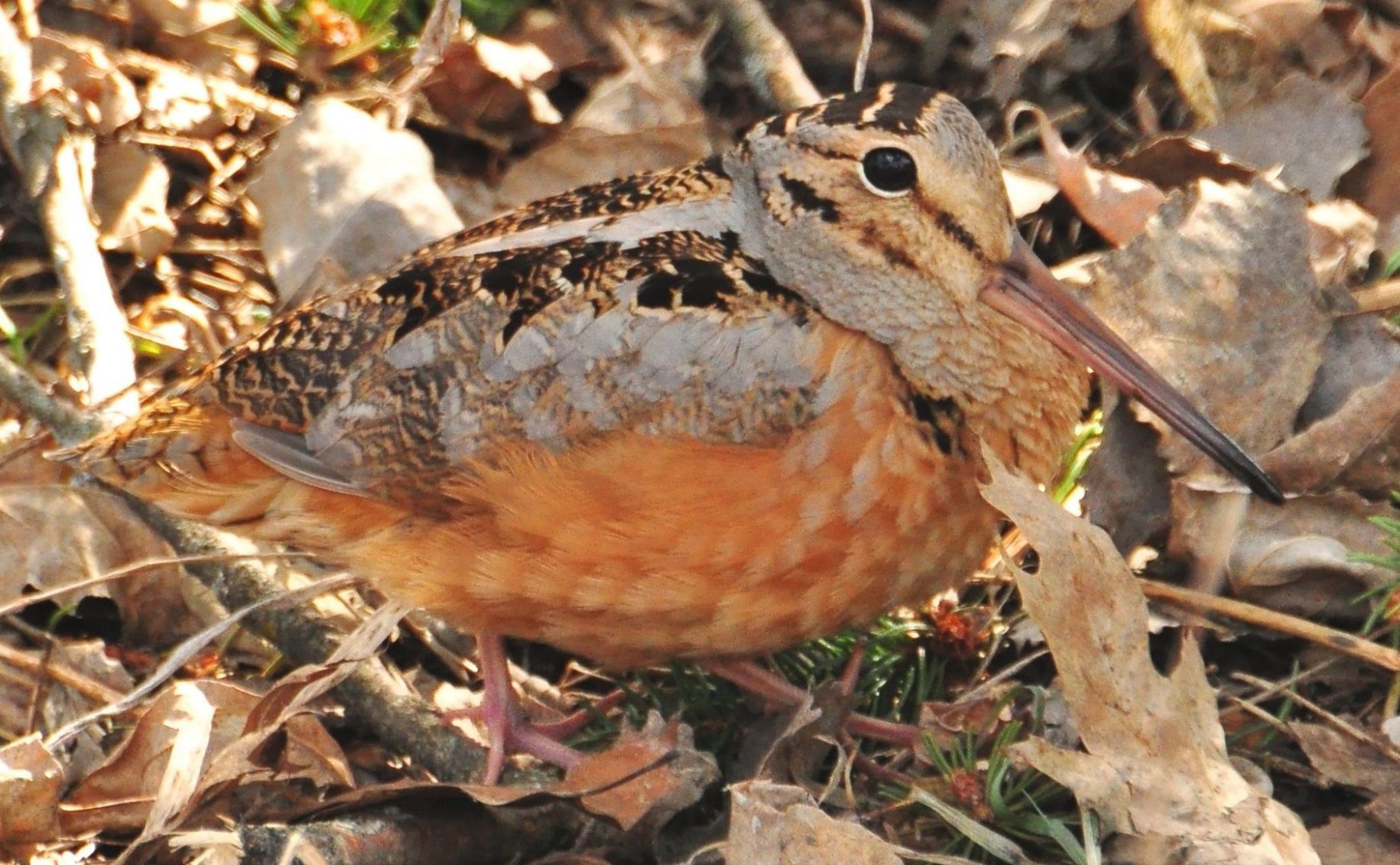 American woodcock